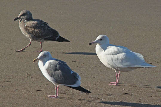 Image of Glaucous Gull