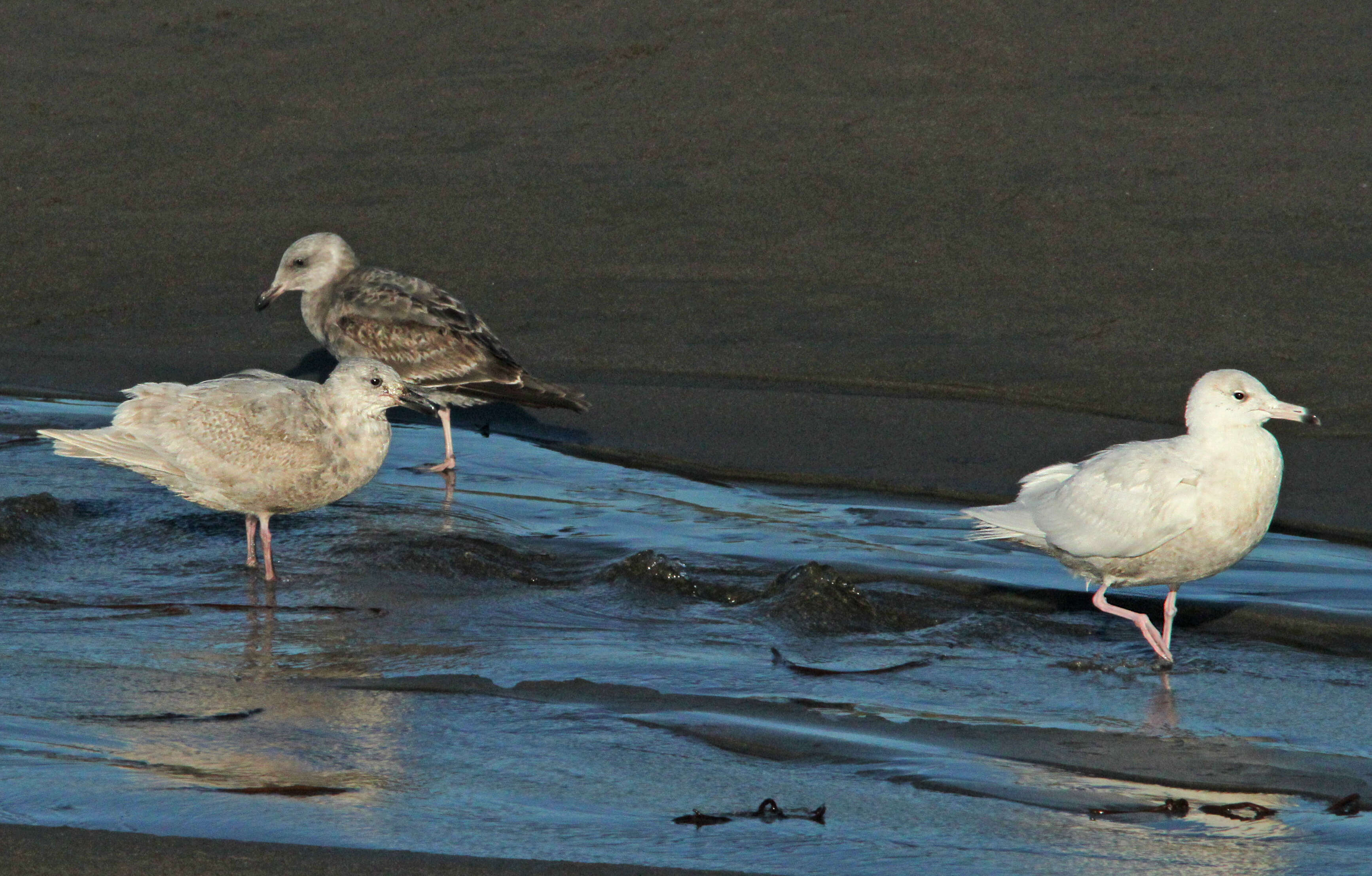 Image of Glaucous Gull