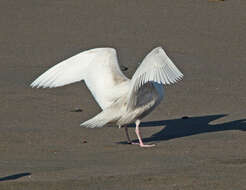 Image of Glaucous Gull