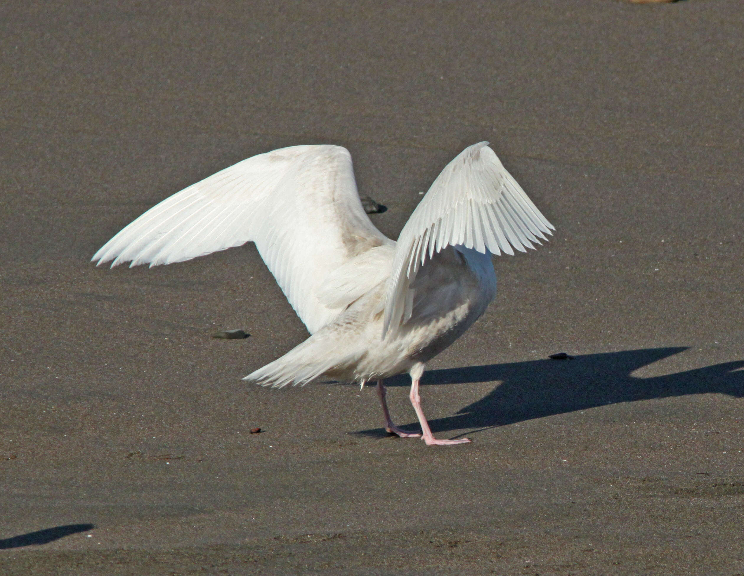 Image of Glaucous Gull