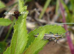 Image of Elegant Bee Fly