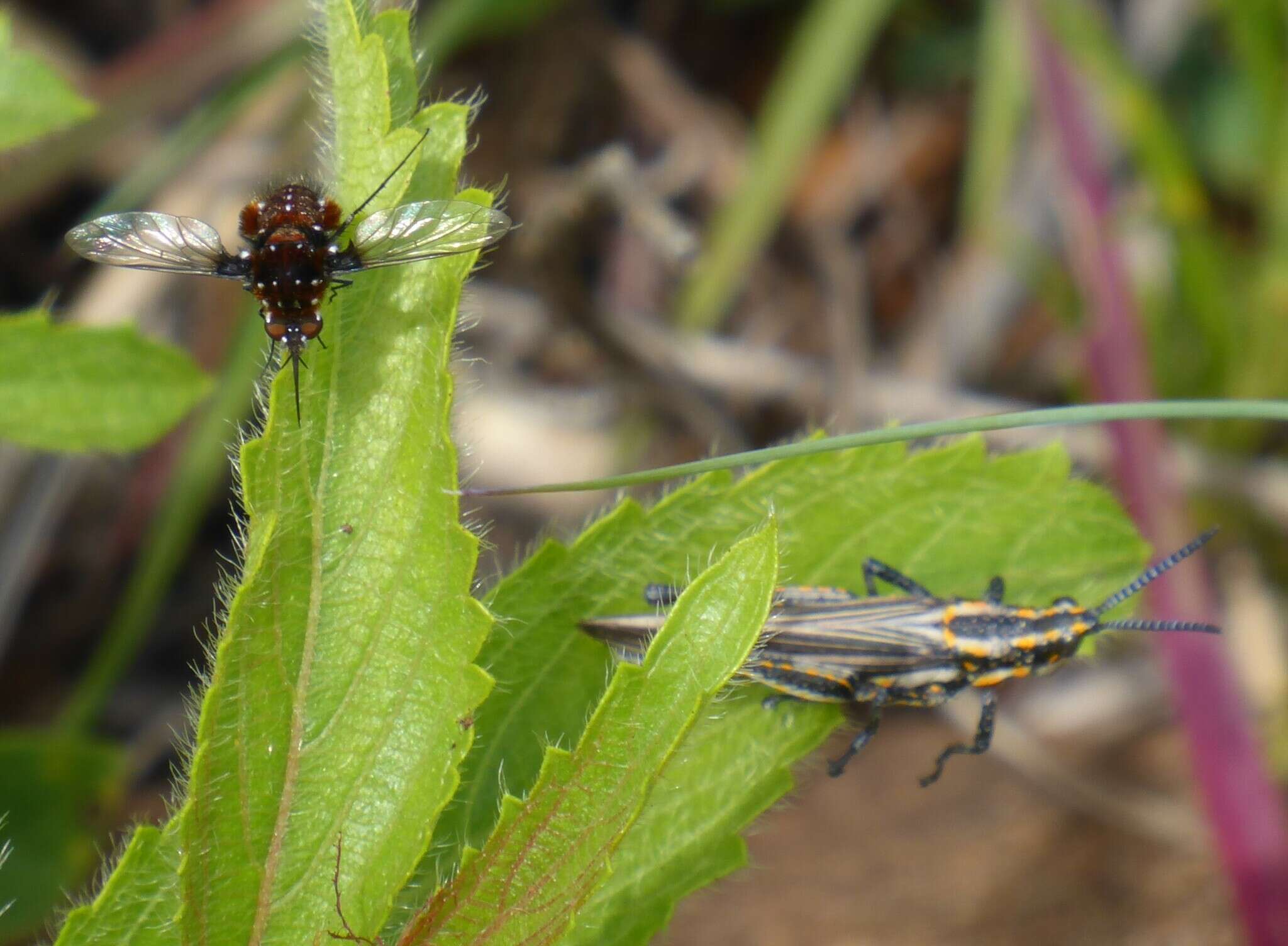 Image of Elegant Bee Fly