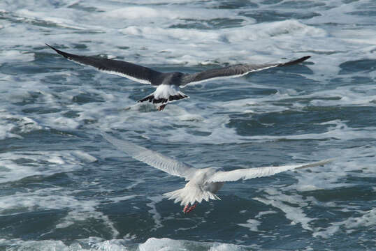 Image of Glaucous Gull