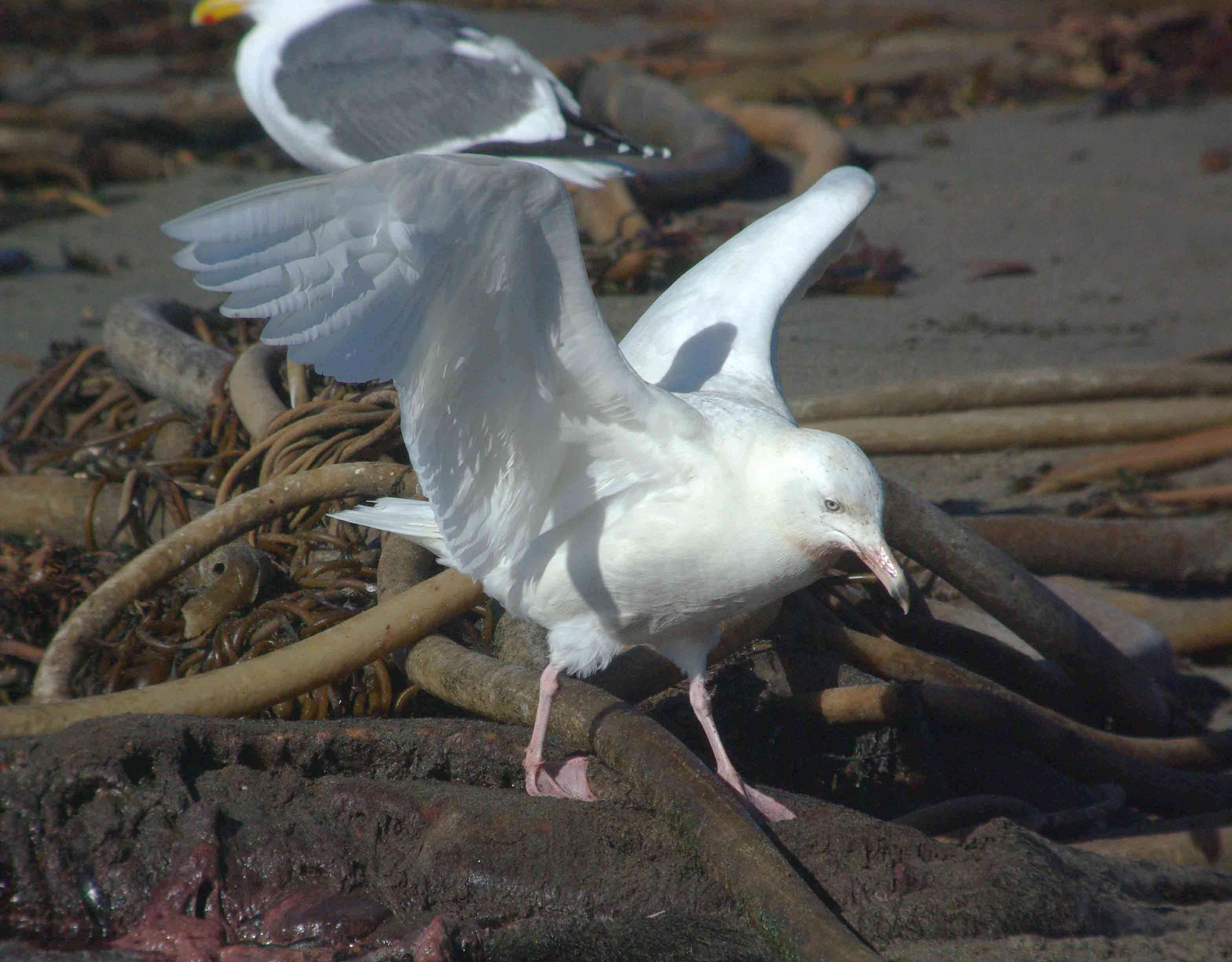 Image of Glaucous Gull