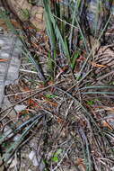 Image of Lomandra hermaphrodita (C. R. P. Andrews) C. A. Gardner