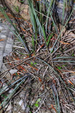 Sivun Lomandra hermaphrodita (C. R. P. Andrews) C. A. Gardner kuva