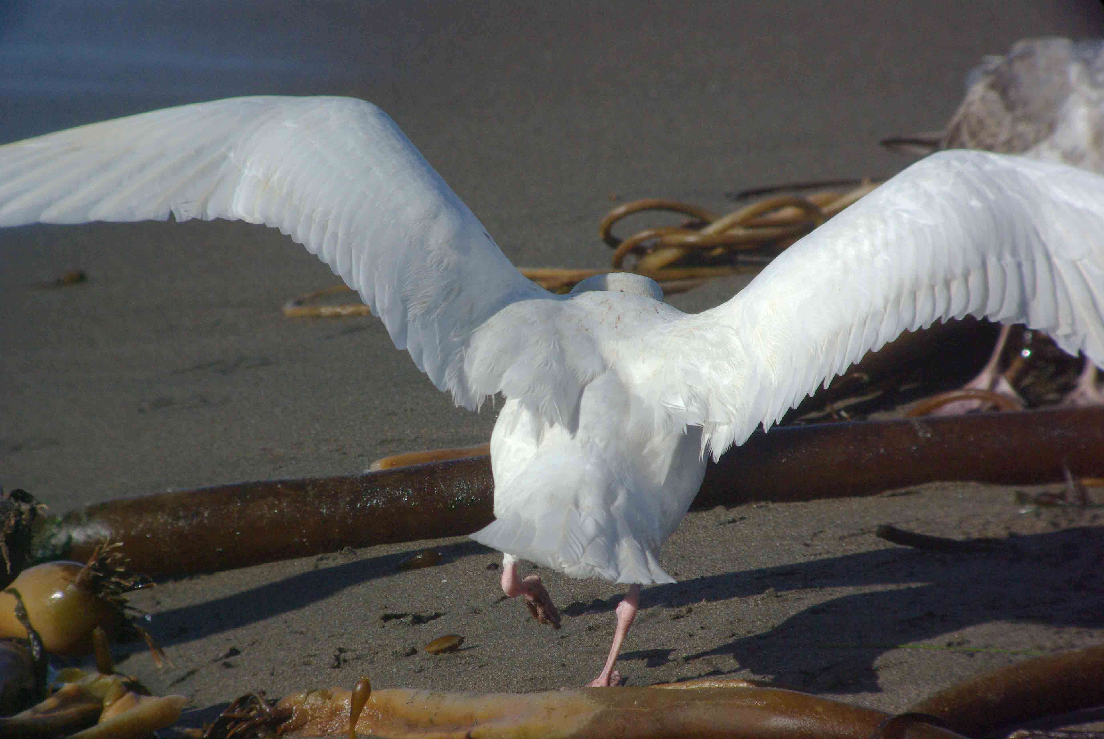 Image of Glaucous Gull