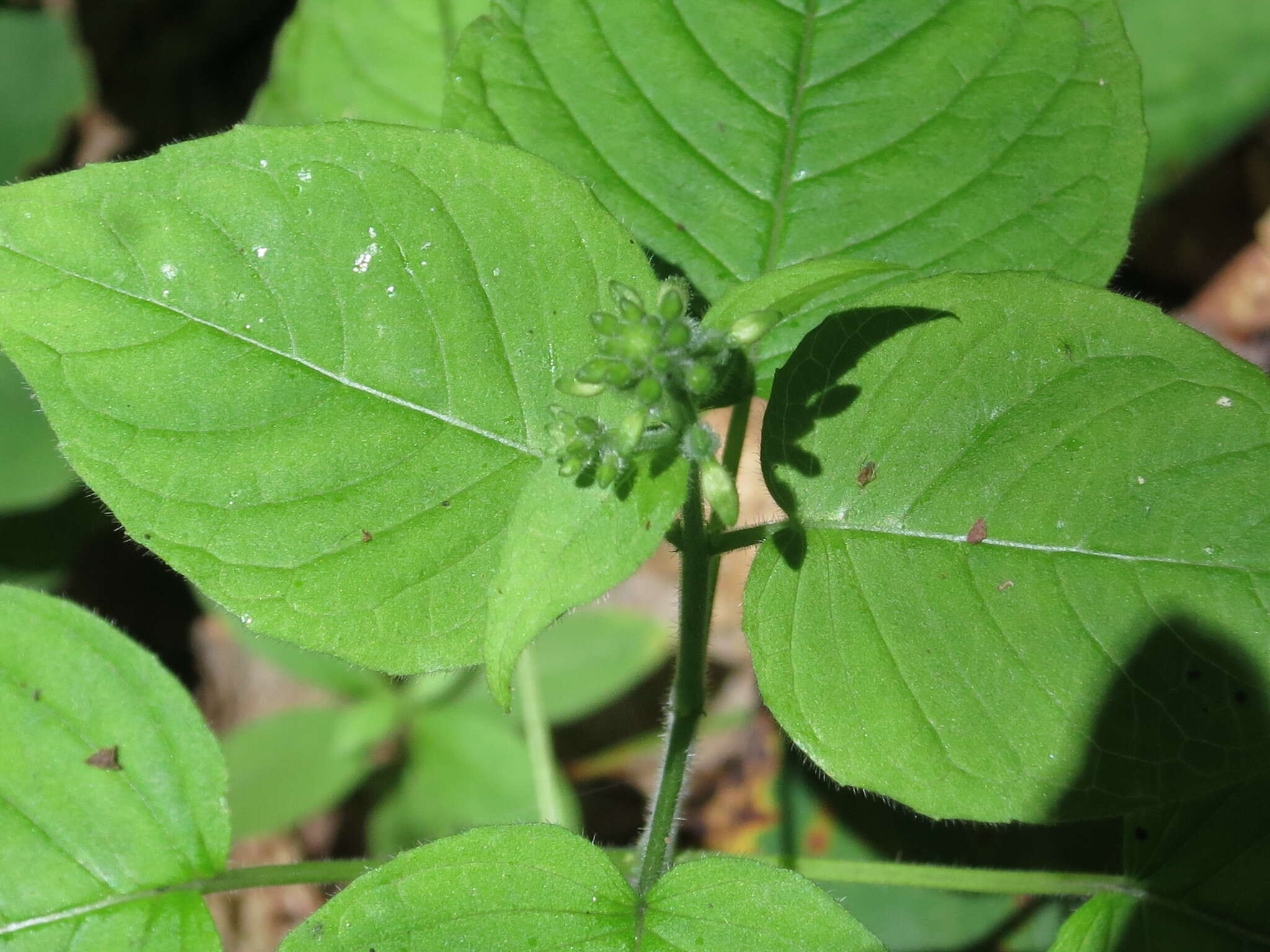 Image of Circaea cordata Royle