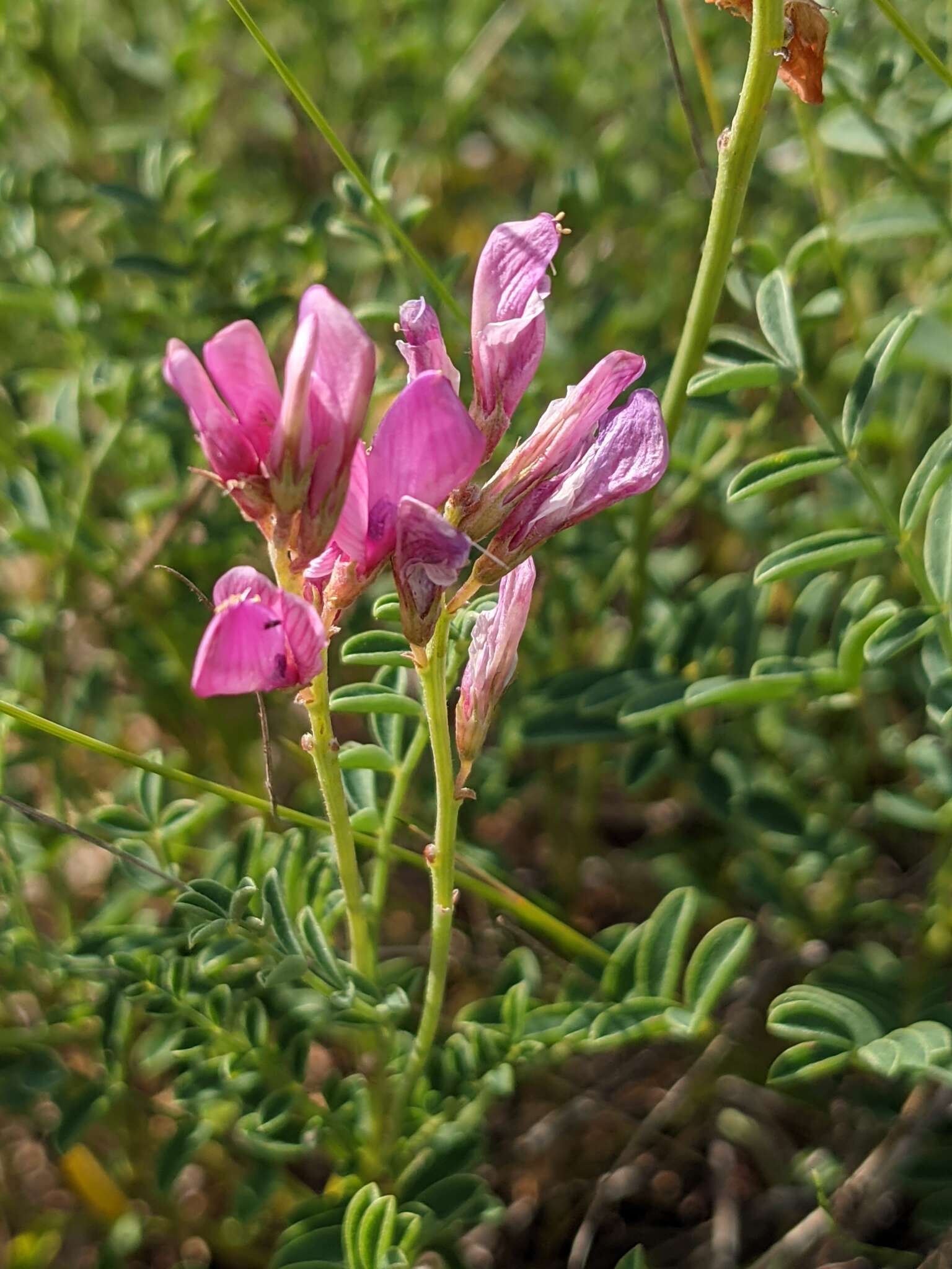 Plancia ëd Hedysarum boveanum subsp. europaeum Guitt. & Kerguelen