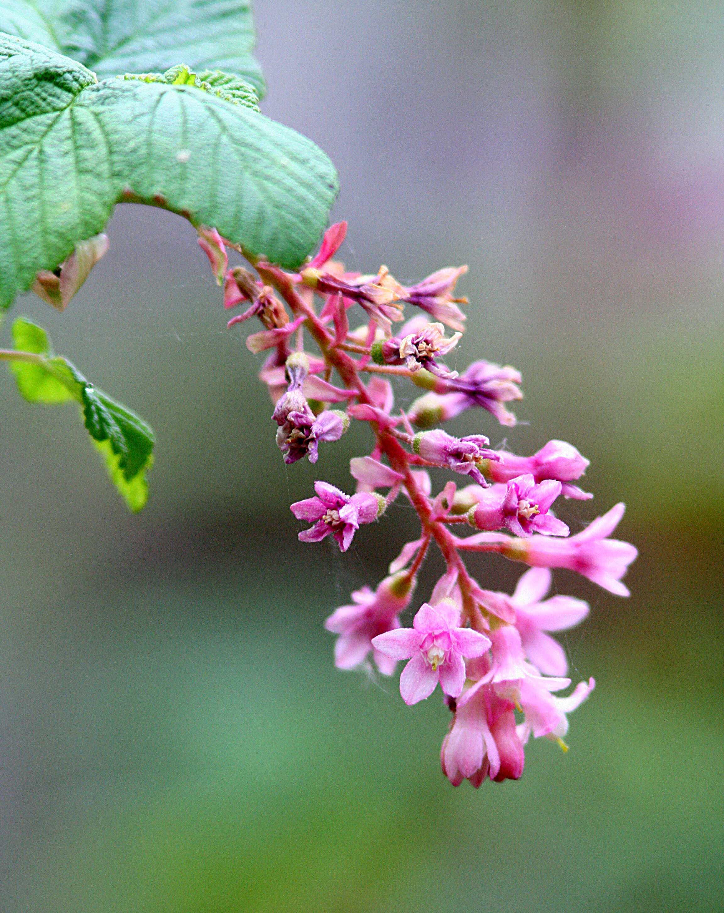 Sivun Ribes malvaceum Sm. kuva