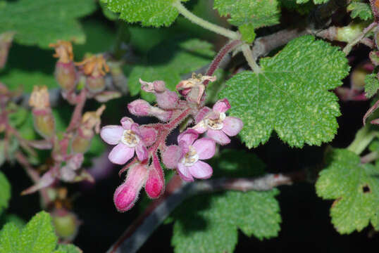 Image of chaparral currant