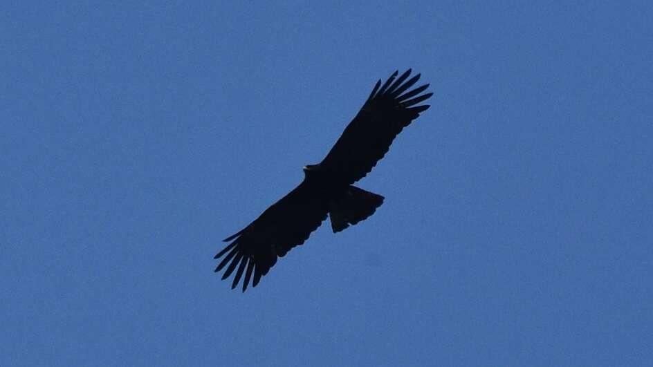 Image of Asian Black Eagle