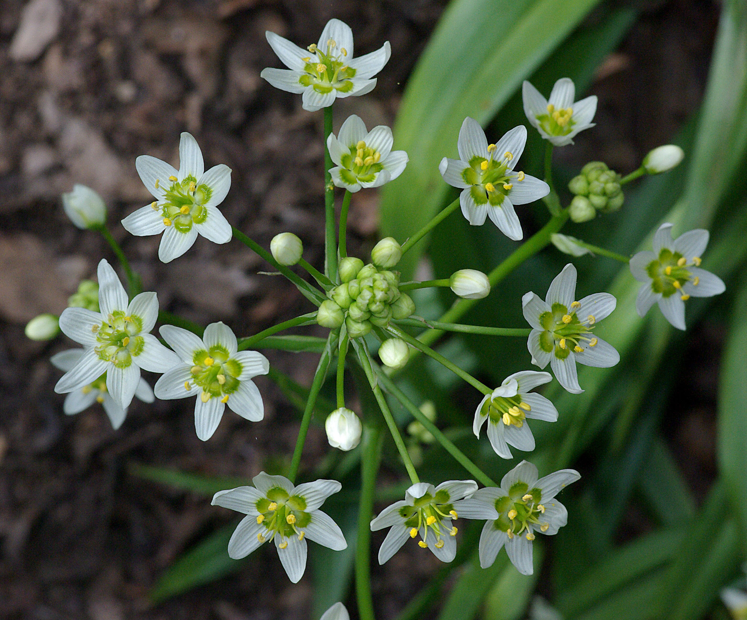 Image of common star lily