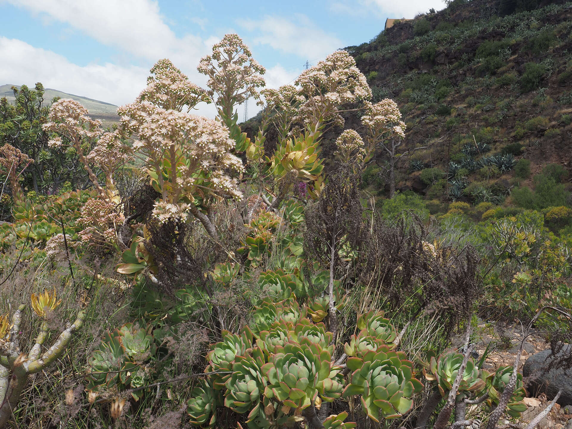 Image of Aeonium percarneum (Murray) J. Pitard & L. Proust