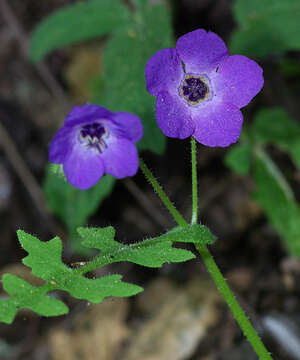 Pholistoma auritum (Lindl.) Lilja ex Lindl. resmi