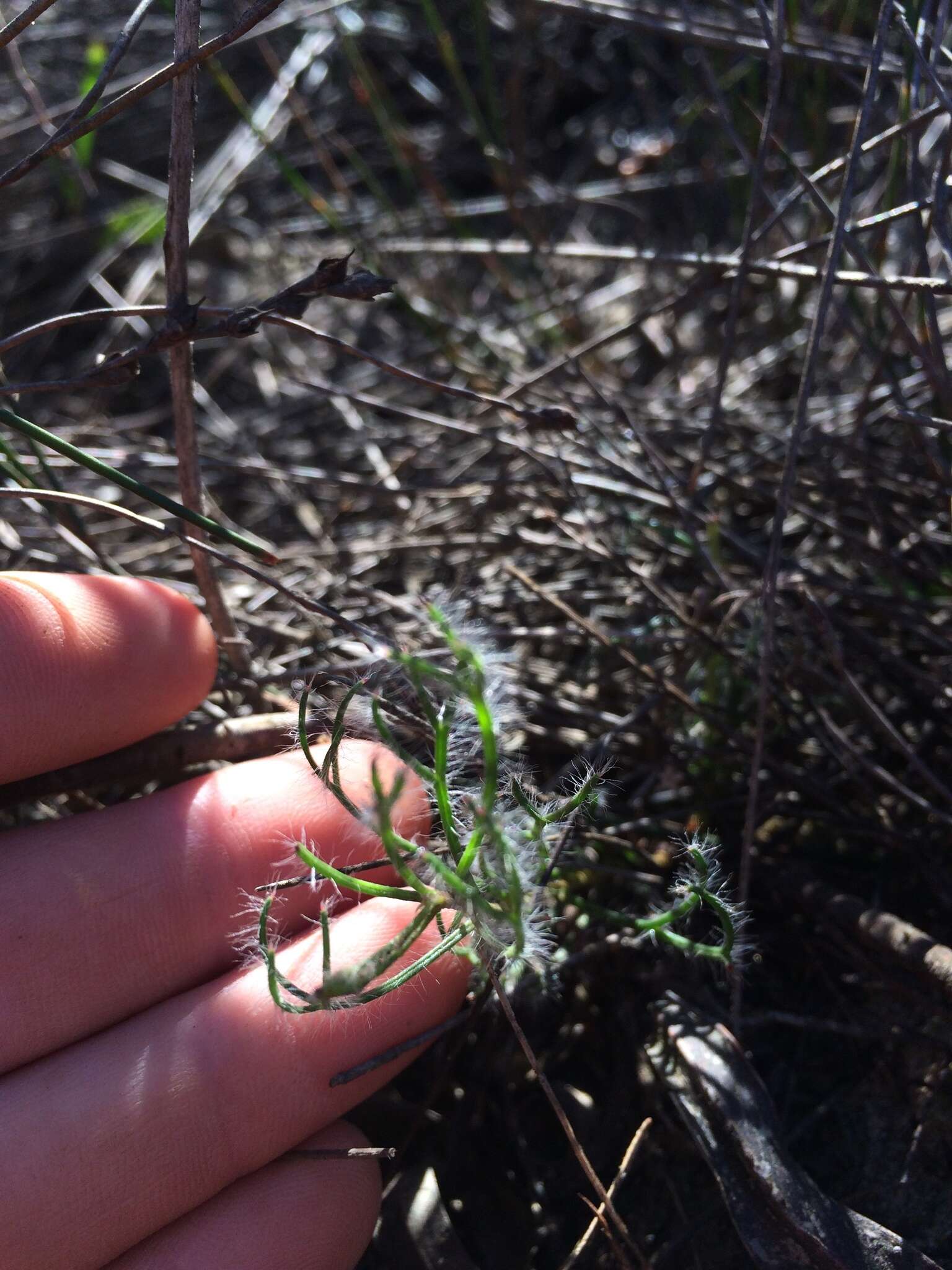 Image of Serruria linearis Salisb. ex Knight