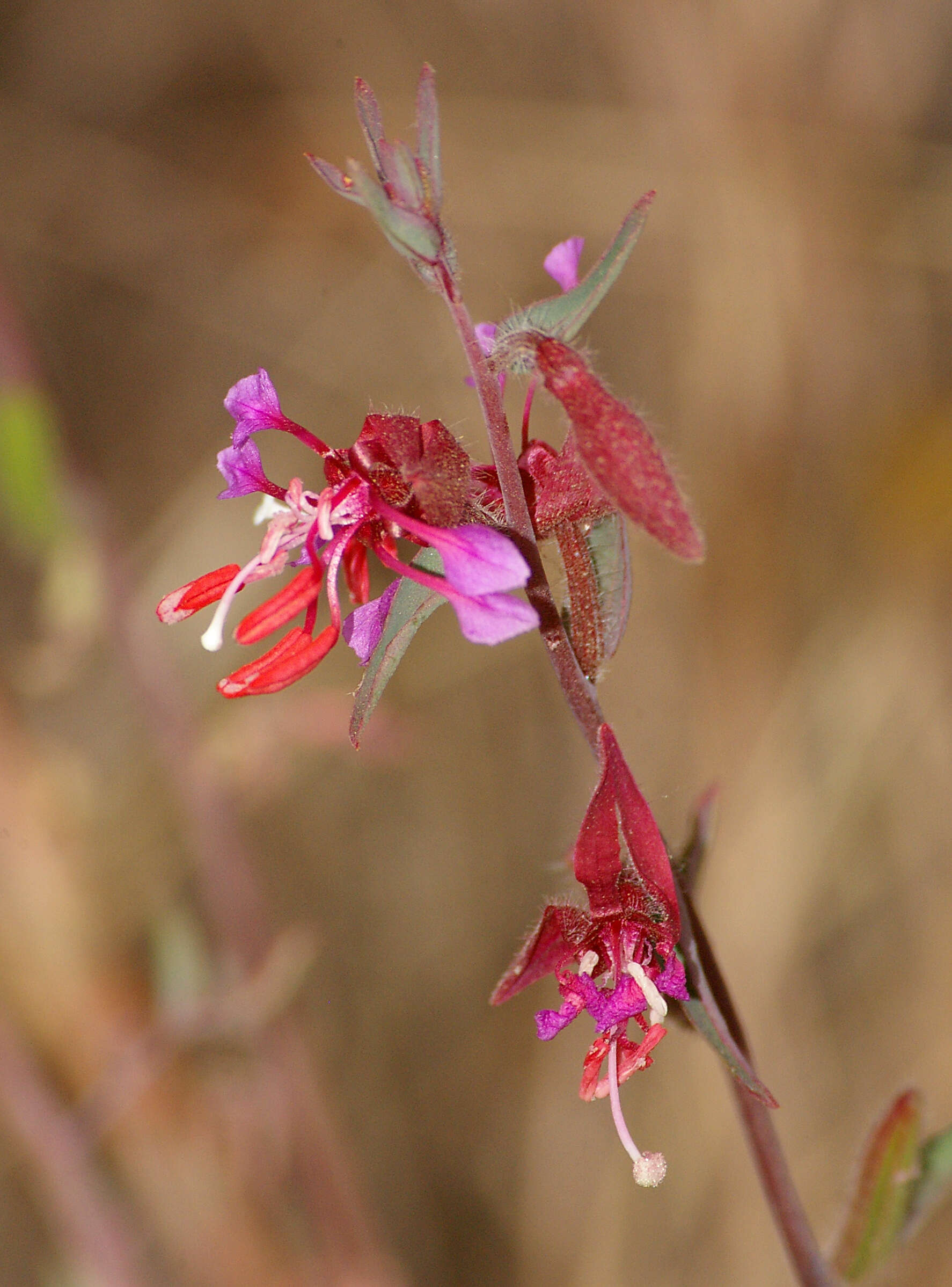 Image of elegant clarkia