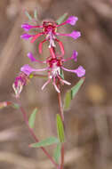 Image of elegant clarkia