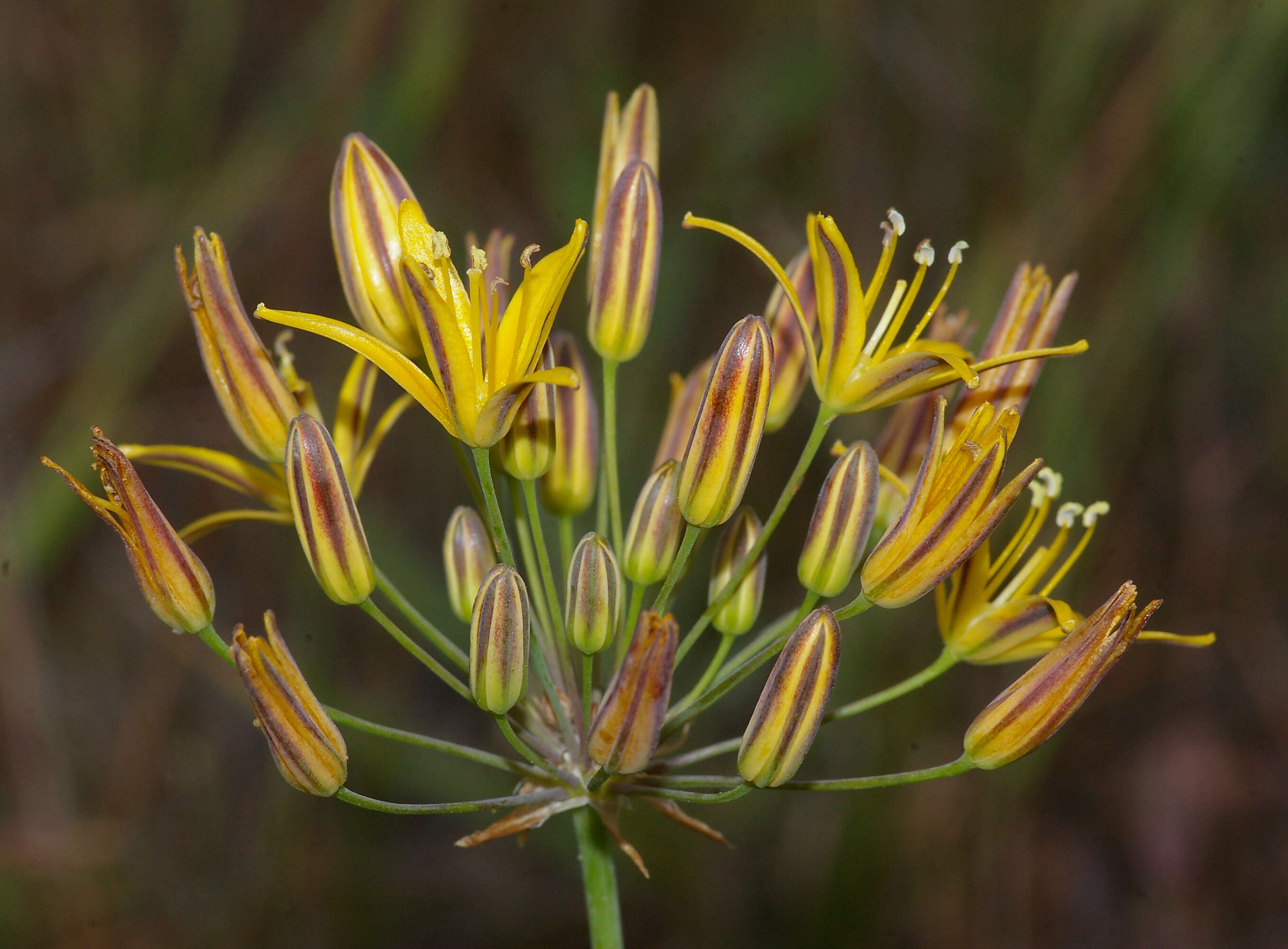 Image of common goldenstar