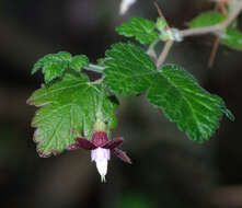 Image of canyon gooseberry