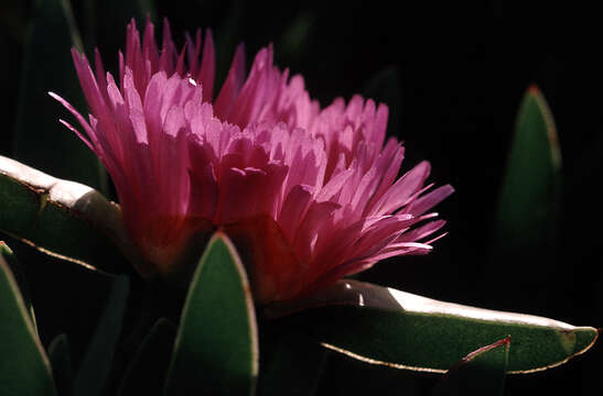 Image of ice plant