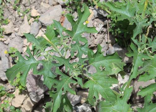 Image of Chinese thorn-apple