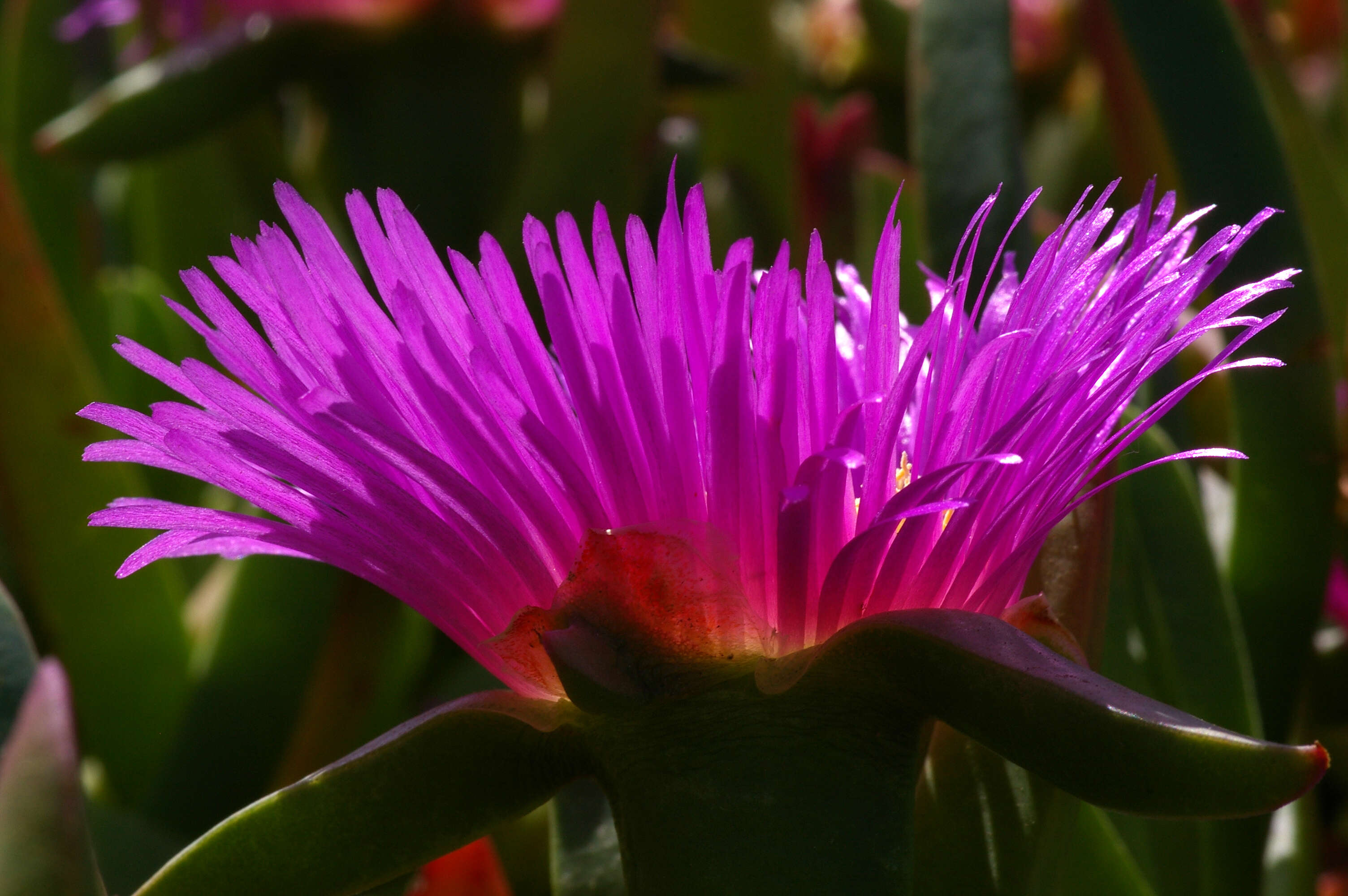 Image of ice plant