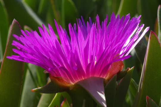 Image of ice plant