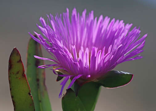 Image of ice plant