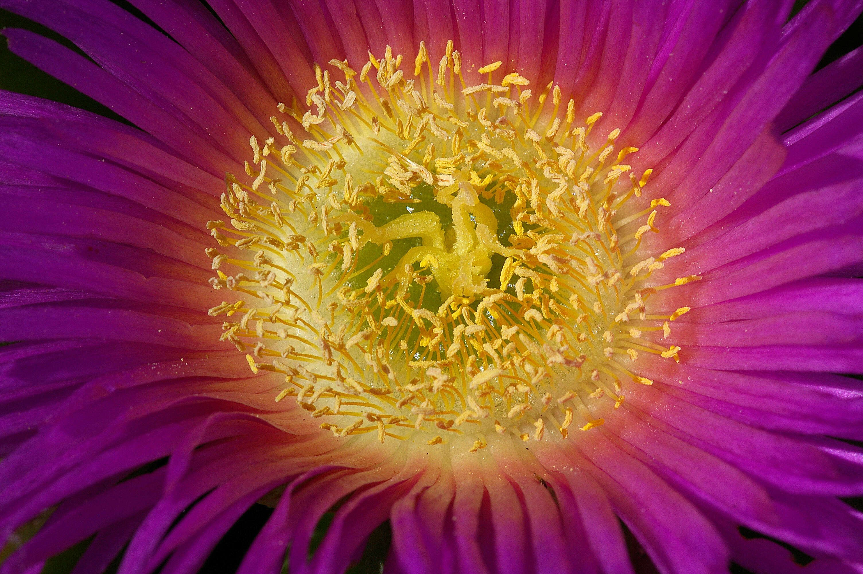 Image of ice plant