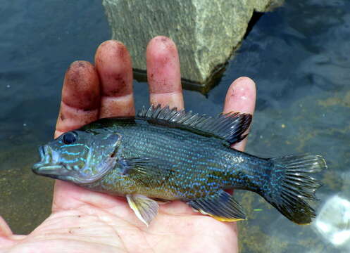 Image of Green Sunfish