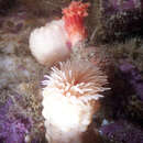 Image of knobby anemone