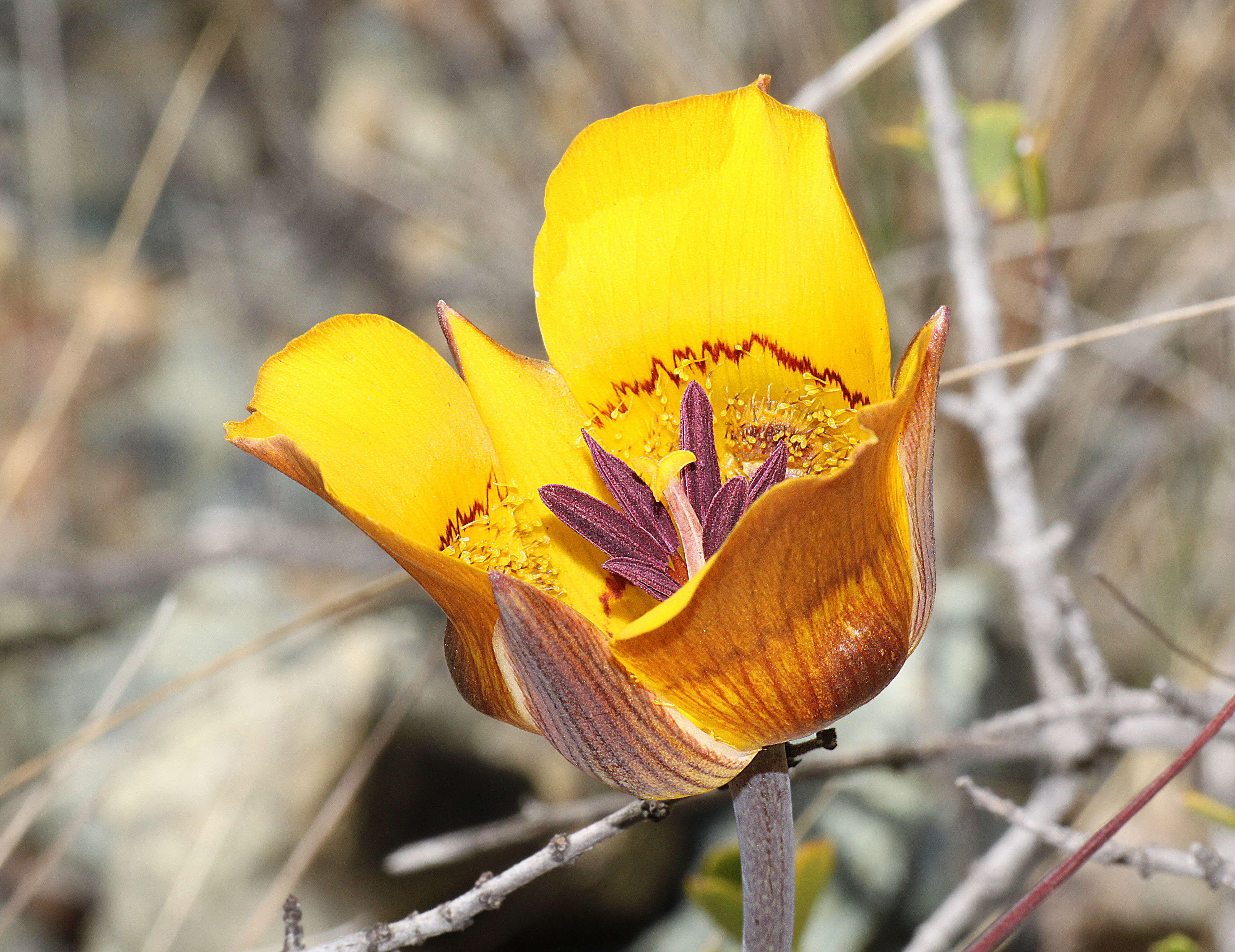 Слика од Calochortus clavatus S. Watson