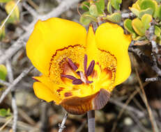 Слика од Calochortus clavatus S. Watson