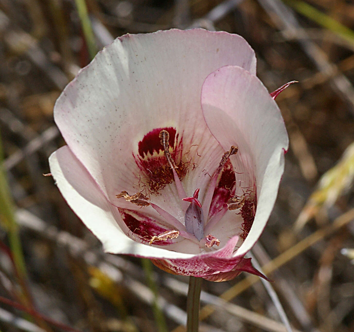 Слика од Calochortus venustus Douglas ex Benth.