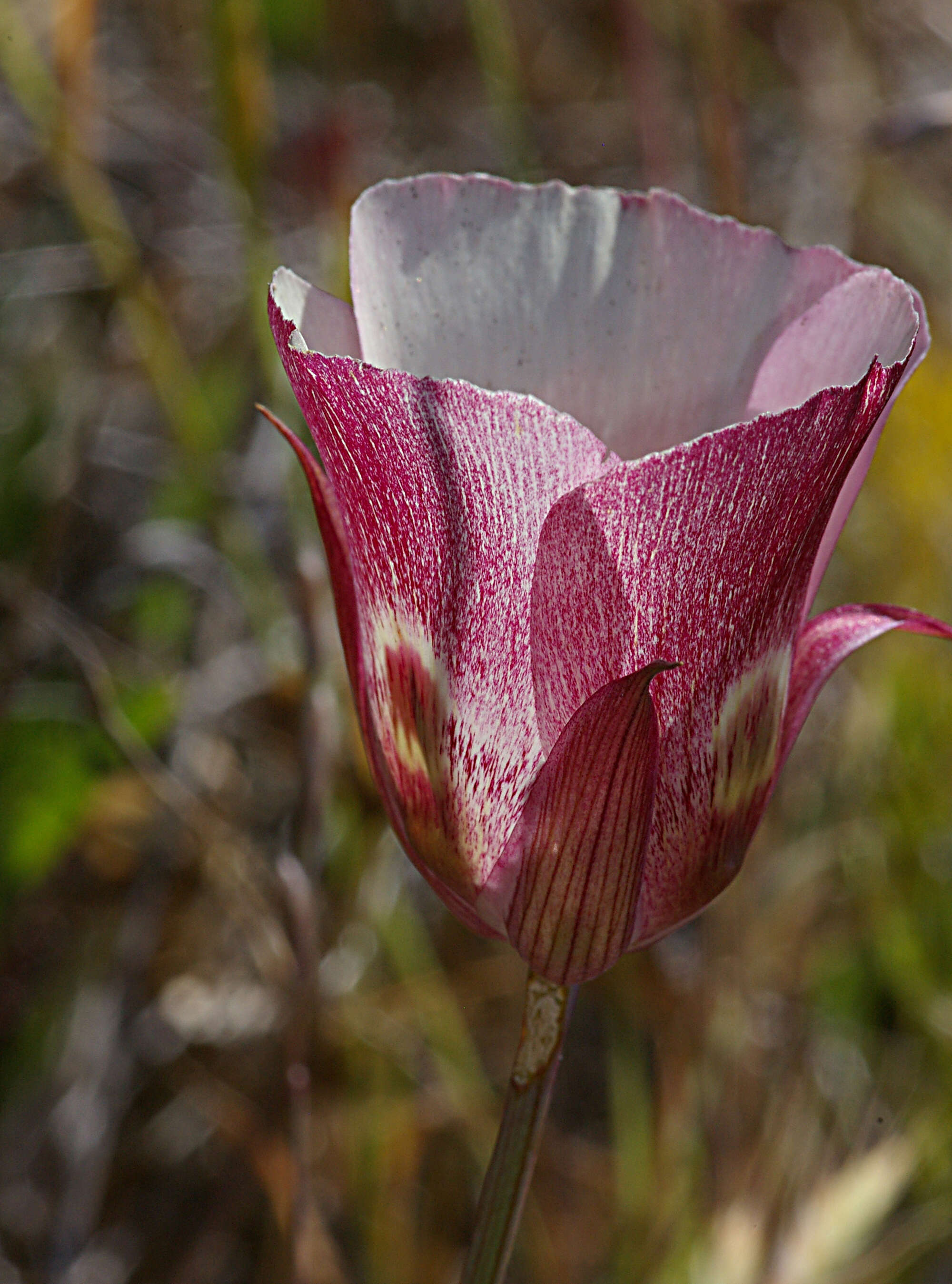 Слика од Calochortus venustus Douglas ex Benth.