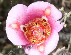 Слика од Calochortus venustus Douglas ex Benth.