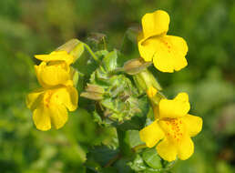 Image of Erythranthe guttata (DC.) G. L. Nesom