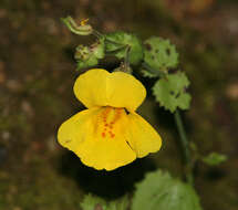 Image of Erythranthe guttata (DC.) G. L. Nesom