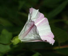 صورة Calystegia macrostegia (Greene) Brummitt