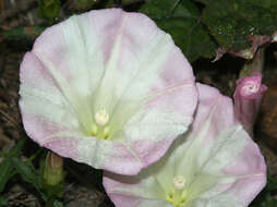 صورة Calystegia macrostegia (Greene) Brummitt