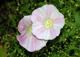 صورة Calystegia macrostegia (Greene) Brummitt