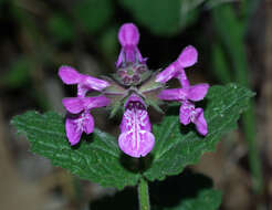 Stachys bullata Benth. resmi