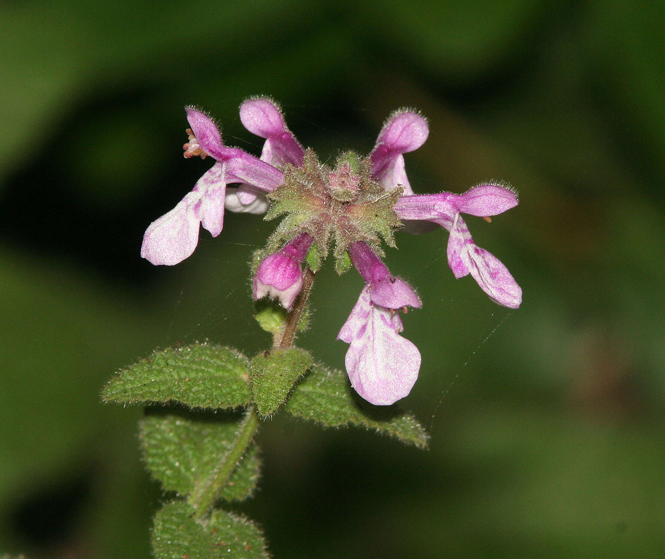 Stachys bullata Benth. resmi