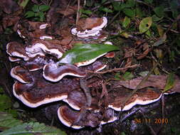 Image of Late fall polypore