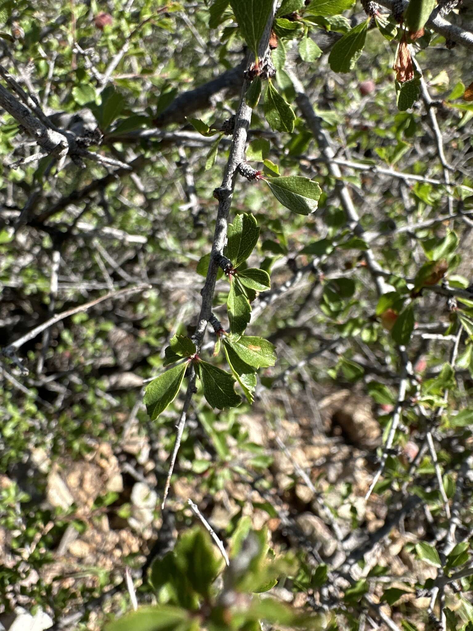 Image de Prunus havardii (W. Wight) Mason