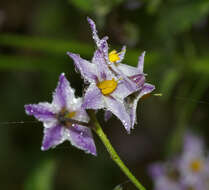 Solanum xanti A. Gray的圖片