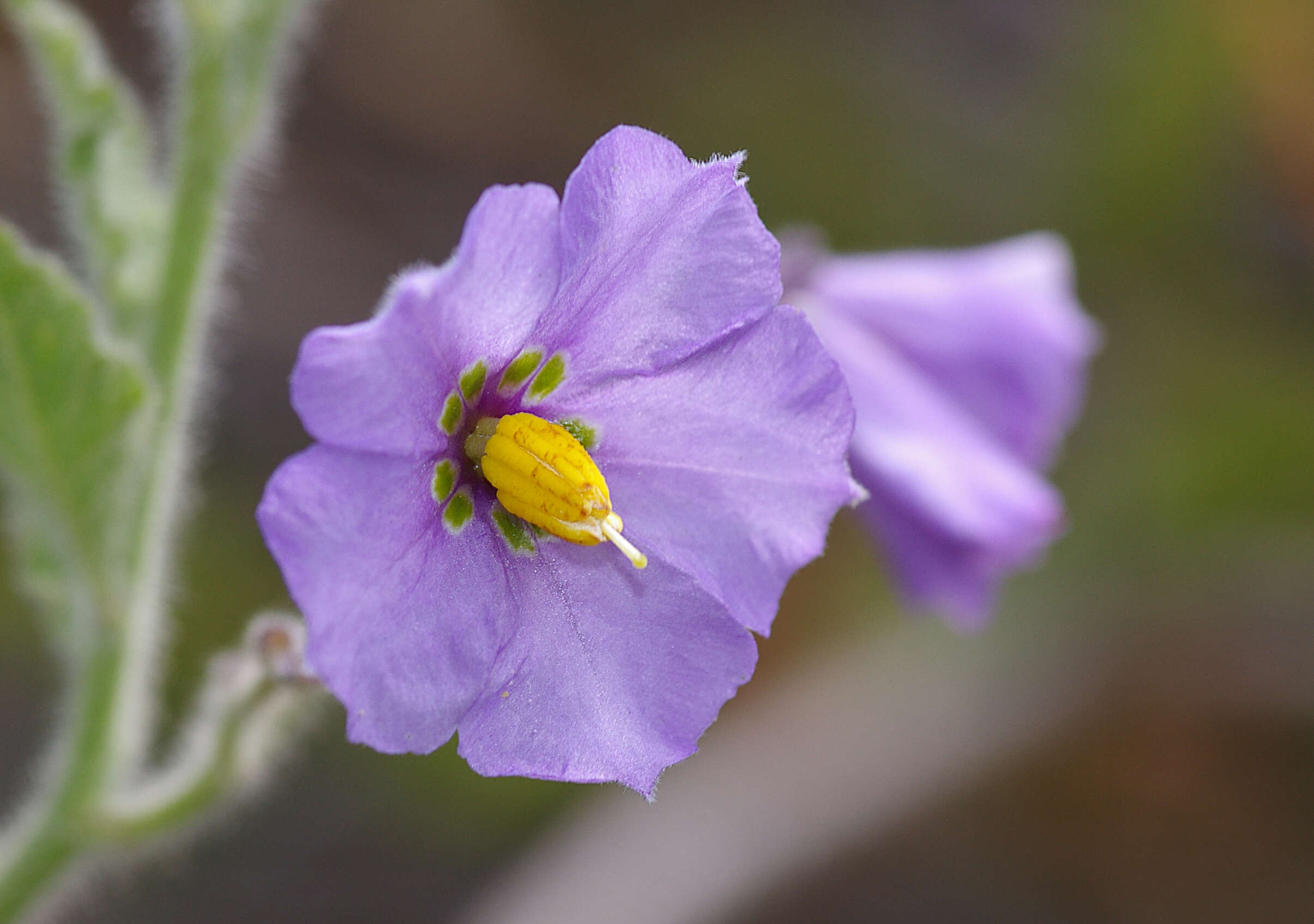 Solanum xanti A. Gray的圖片