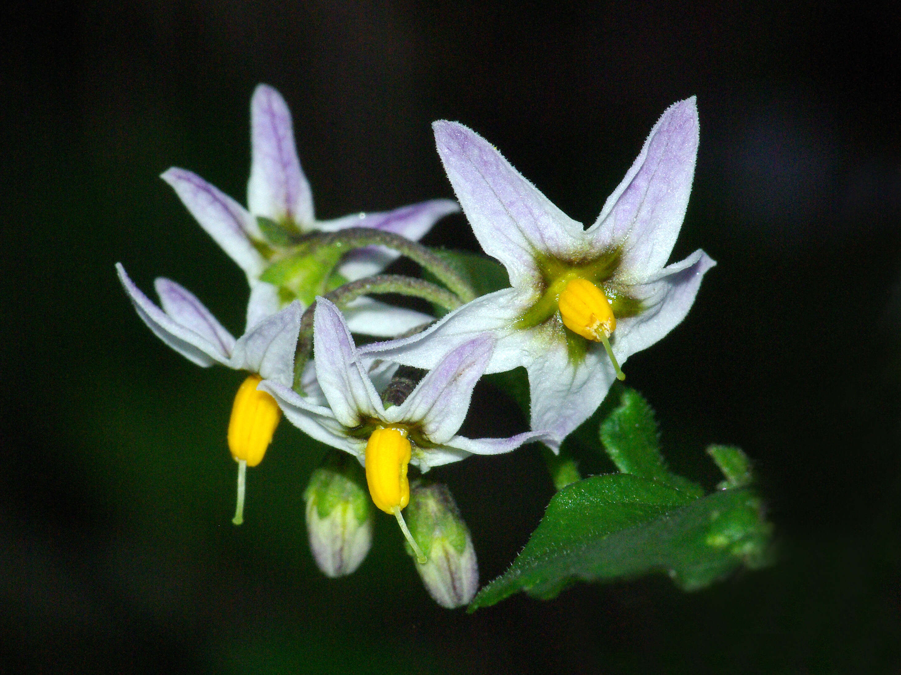 Solanum xanti A. Gray的圖片