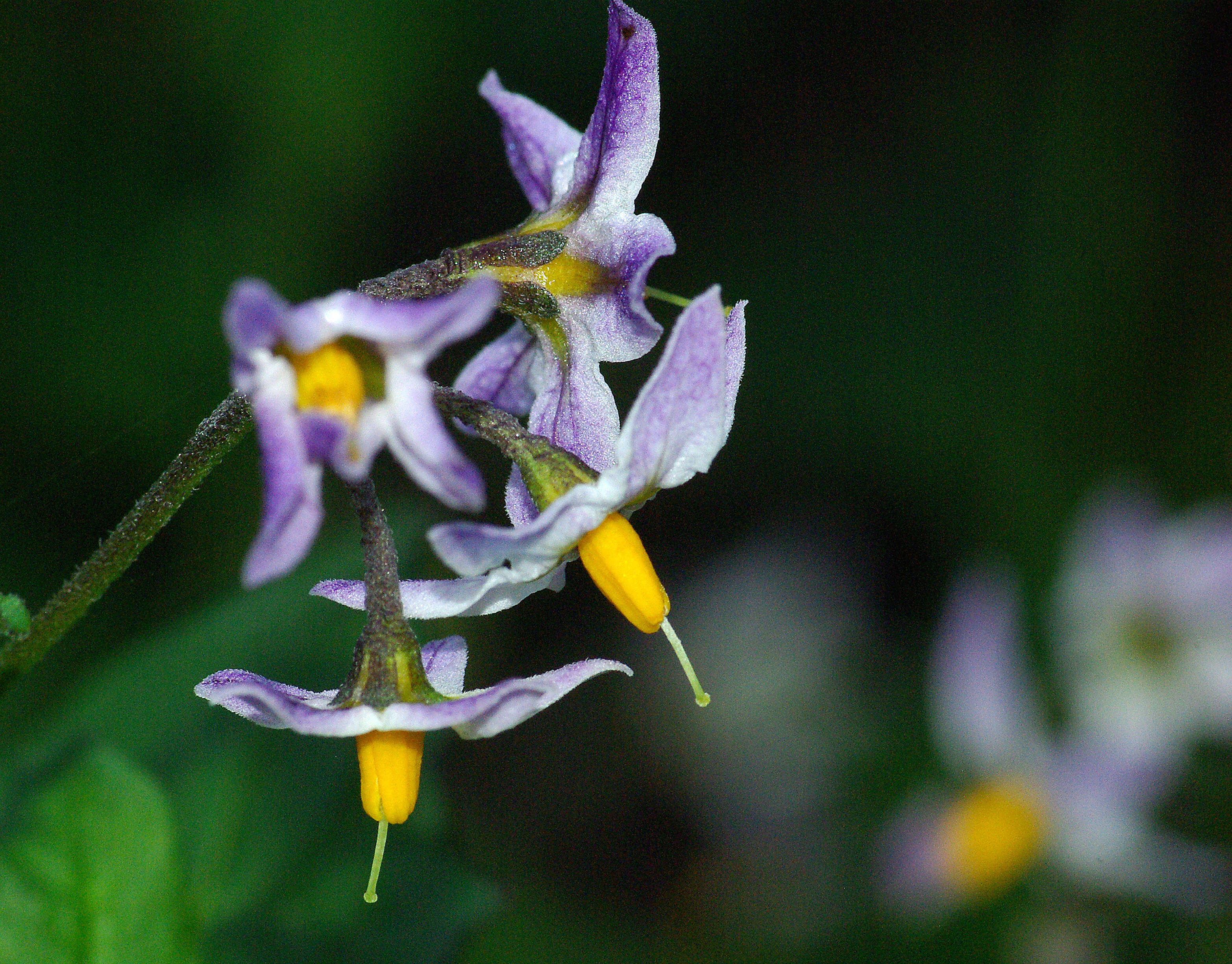 Solanum xanti A. Gray的圖片